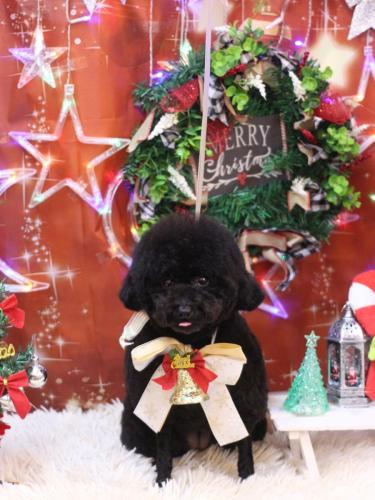 20231223豆ちゃん